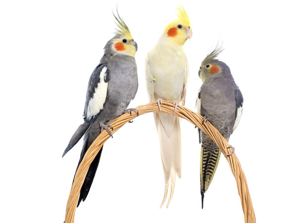 Accessori-per-gabbie-per-pappagalli