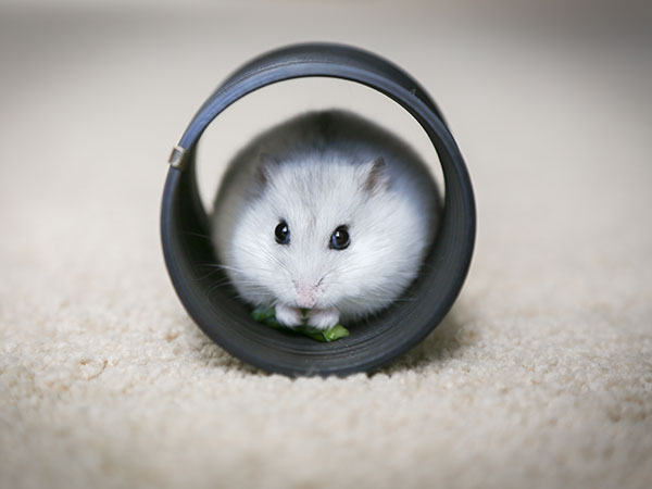 Tunnel-e-palline-per-coniglio-nano